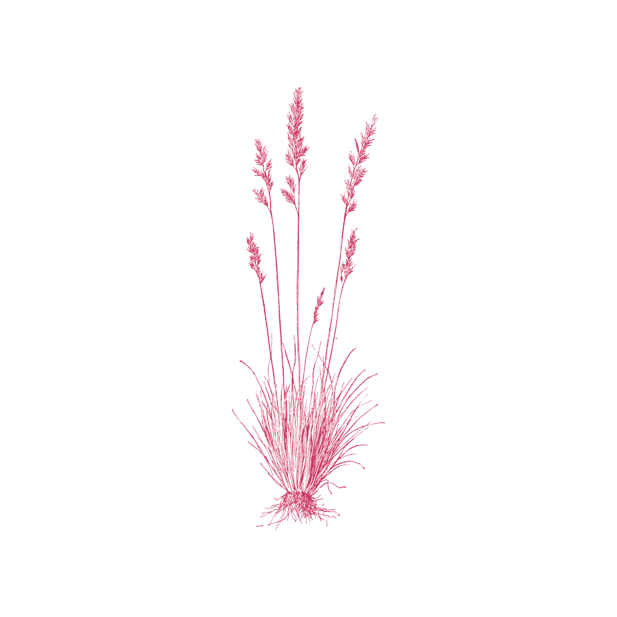 植物（Design）